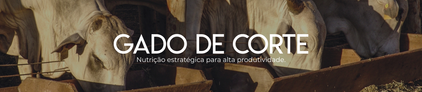 Gado de Corte